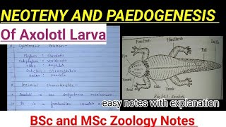 Neoteny and paedogenesis in axolotl larva notes with explanation biology zoology neet bsczoology [upl. by Arada723]