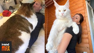 THE BIGGEST MAINE COON CATS [upl. by Dis408]