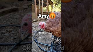 How did we let a turkey into the Pheasantry 🤔 birdtrend amytheturkey thanksgiving angrybirds 1 [upl. by Konstantine25]