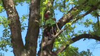 Southern Oregon Regional Tree Climbing Competition [upl. by Davenport]