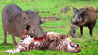 Painful Punishment Warthog Dominates The Forest When He Bravely Kills Leopard To Protect His Baby [upl. by Radbourne]