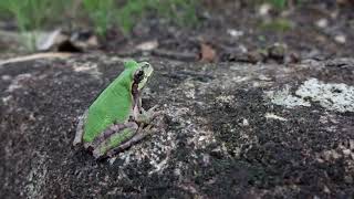 Froggy On A Rock [upl. by Hogue72]