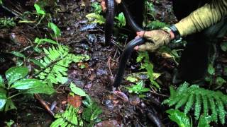 Giant earthworm rain forest [upl. by Orestes]