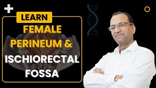 Female Perineum amp Ischiorectal Fossa Hinglish  Dr Rajesh Kaushal  104 [upl. by Dixie]