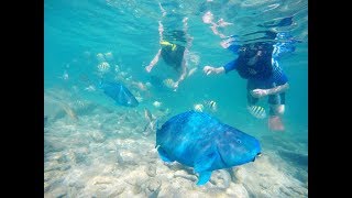 Snorkeling at De Palm Island Aruba [upl. by Aillil]