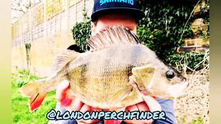 Lure Fishing for River Thames Perch on Zman BugZ [upl. by Anitsrhc]