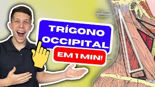 TRÍGONO OCCIPITAL  Limites e Conteúdo [upl. by Ayojal734]