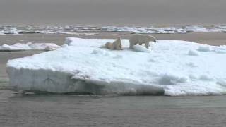 Rencontre avec une ourse et ses petits  Expédition Tara Oceans Polar Circle  18 août 2013 [upl. by Gleda]