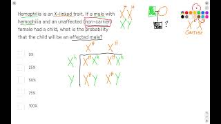 Xlinked inheritance and hemophilia Punnett square [upl. by Willyt]