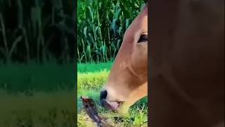 King kobra snake  king kobra vs Cow animals shortvideo shorts short [upl. by Eelra]