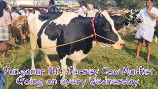 Best price Hf Jersey cow market in Punganur [upl. by Gebhardt]