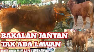 Bakalan Jantan Tak Ada Lawan  Harganya Update Harga Sapi Terbaru Pasar Bekonang [upl. by Enid]