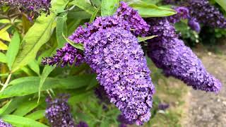 Buddleia davidii Empire Blue Butterfly Bush [upl. by Atronna]