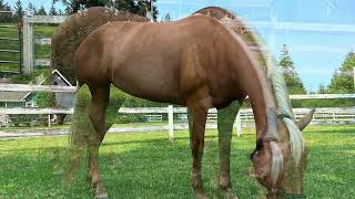 AQHA Palomino Mare For Sale Wimpys Little Step Topsail Cody [upl. by Notlaw]