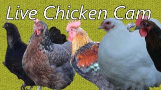 Live Chicken Cam wwwyoutubecommrbrickki5zdlive [upl. by Edgell]