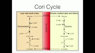 GlucoseAlanine Cycle Pyruvate Recycling [upl. by Nataline]