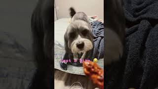 Just a nibble 😂 dog funny pets dogs dogmom shorts viralreels cutedogs doglover puppy pet [upl. by Maisel143]