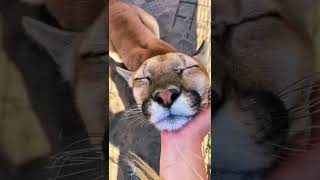 Big Cat Chin Scratches amp Boops AMAZING [upl. by Eltsirhc777]