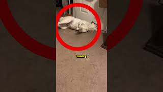 Your Dog Maybe DIED Because Of THIS 😨 shorts viral [upl. by Kristal]