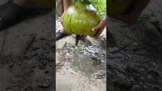 Best Coconut Fishing Trap By Pond Fishing shorts [upl. by Hairej]