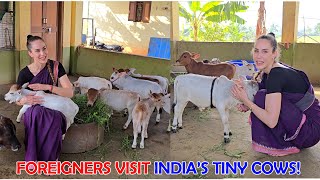 Foreigners Visit India’s Tiny Cows miniature trending minicows yt youtube sanatanadharma [upl. by Hein]