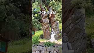 Mix for Miniature Chinese Bonsai Gardens in SelfWatering Planters bonsaitree bonsaiideas nature [upl. by Etteoj4]