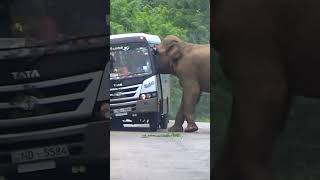 A wild elephant attacks the bus traveling on the highway😯🐘🚍viralshort elephantattack2024 indiauk [upl. by Ormond]