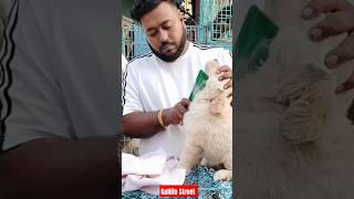 Pat Market Kolkata 😍lowest price puppy dogGallif Street dogs shorts viral dog dogs doglover [upl. by Ylenats]