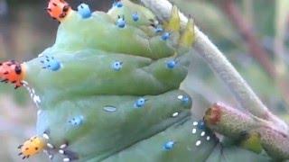 Cecropia Moth Caterpillar  Tachinid Fly egg infested [upl. by Notselrahc]