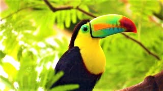 🐦🌴 EXOTIC BIRDSONG  Birds sound in jungle  Tropical forest  Nature  parrot  toucan  Amazonia [upl. by Atiloj154]