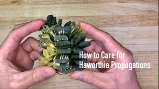 How to Care for Haworthia Propagations [upl. by Letti438]