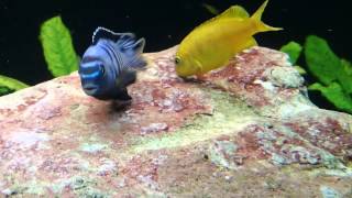 Malawi Cichlids Breeding Close up hd vid of Pseudotropheus saulosi spawning [upl. by Watkins]