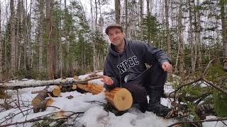 Dendrochronology What tree growth rings tell us about our forest [upl. by Williamsen233]