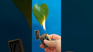 Pothos 🆚️ Lighter lighters shorts entertainment [upl. by Madella]