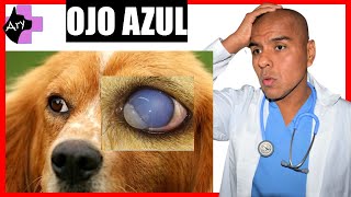 OJO AZUL 🍓 HEPATITIS infecciosa CANINA [upl. by Oderfliw]