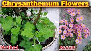 How To Grow Chrysanthemum from seeds Step by Step  Easy way to germinate Chrysanthemum [upl. by Mcmahon]