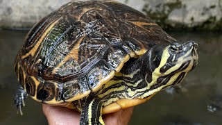 Unboxing Yellow Belly Indukan Betina Dari Bumi Reptile [upl. by Merrell]