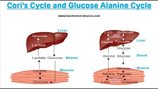 Cori Cycle and Glucose Alanine Cycle  Biochemistry [upl. by Anairdna]