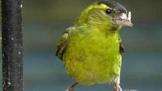 Siskin Bird  Flock of Siskins in My Garden  Wildlife in Cornwall  Scatiu Cajzla [upl. by Rekab]