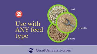 How to save 810 on quail feed [upl. by Wittie]