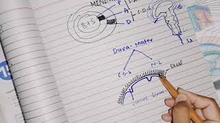 Meninges Dura matter part 1 divisions nerve and blood supply neuroanatomy [upl. by Lund]