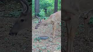 deer wildlife trailcamactivity [upl. by Lednem]