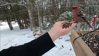 Scooping Pine Grosbeak December102020 [upl. by Alakcim]