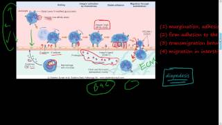 20  Acute Inflammation 2 of 3  Cellular Events  Leukocyte Recruitment diapedesis Selectin [upl. by Brinn]