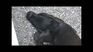 烏秋（大卷尾）打架 全記錄 Black Drongo fighting 難得畫面 [upl. by Eibbob]