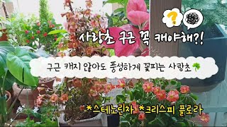 구근을 안캐도 꽃 잘피는 사랑초 스테노린차 amp크리스피플로라구근보관법 amp휴면모습 [upl. by Ainoyek984]