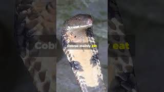 King Cobra One Minute Animal Facts [upl. by Ballard]