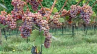 Know About Gewurztraminer Wine to Pair it With Different Cuisines [upl. by Htezzil]