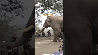 Elephant attract in neplal 🇳🇵🇳🇵viralvideoviralshortsshorts [upl. by Scibert]