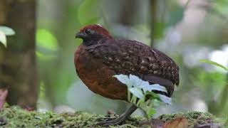 Black eared Wood Quail [upl. by Jon499]